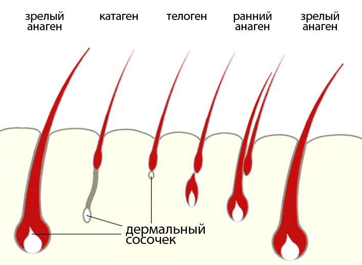 Фазы роста волоса